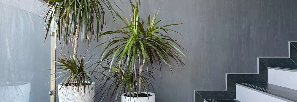 Zwei Drachenbäume in weißen Töpfen